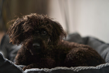 A fluffy brown dog is peacefully resting on a cozy, patterned bed, showcasing its cheerful and playful demeanor