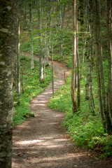 Fototapeta premium Scenic forest trail in Bosnia and Herzegovina, surrounded by lush greenery and natural woodland. Peaceful outdoor setting ideal for hiking, nature, and travel themes.