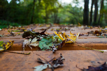 Close-up of blooming flower captured in natural light, showcasing vibrant colors and delicate textures. Ideal for nature, wellness, and decorative themes.