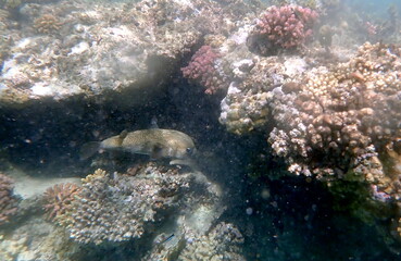 Spotted puffer fish swimming in the red sea