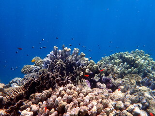 Vibrant shallow coral reef teeming with small fish