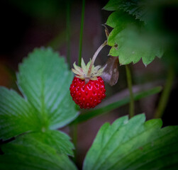 Close-up of blooming flower captured in natural light, showcasing vibrant colors and delicate textures. Ideal for nature, wellness, and decorative themes.