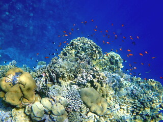 Vibrant shallow coral reef teeming with small fish