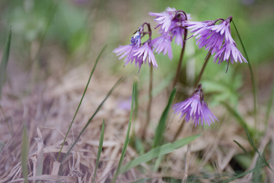 Alpine Snowbell (Soldanella carpatica)  blooming in natural site in the Tatras. The flower is endemic in the Western Carpathians