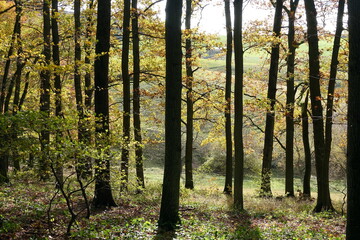 Obraz premium Herbstwald