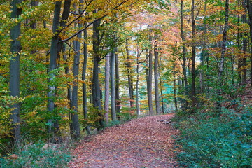 Waldweg im Herbst