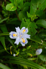 Delicate white and purple iris flowers bloom among green leaves in a natural garden setting