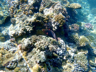 Vibrant shallow coral reef teeming with small fish