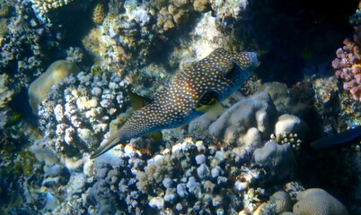 White spotted puffer fish over dark coral © chriss73