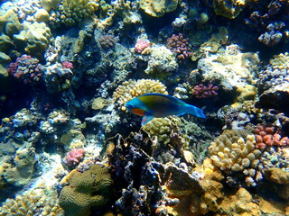 Blue green parrotfish swimming over coral reef
