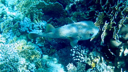 Spotted puffer fish swimming in the red sea