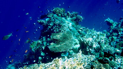 Vibrant shallow coral reef teeming with small fish