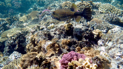 Yellow-brown boxfish with bright blue spots