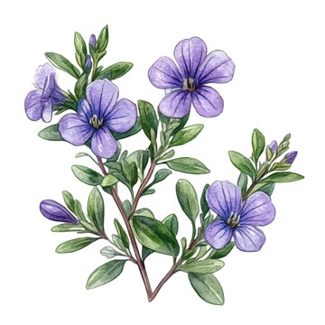 Thyme Flower, watercolor illustration vector, isolated on a white background.