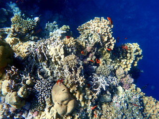 Vibrant shallow coral reef teeming with small fish