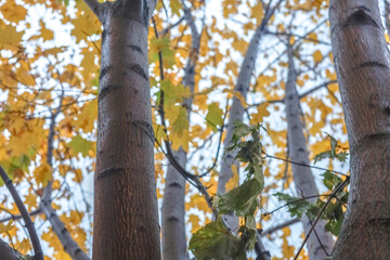 tree in autumn