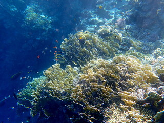 Vibrant shallow coral reef teeming with small fish