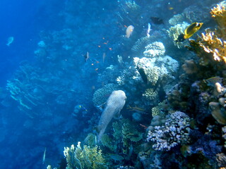 Spotted puffer fish swimming in the red sea