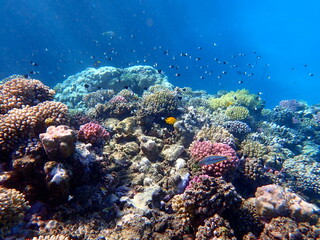 Vibrant shallow coral reef teeming with small fish