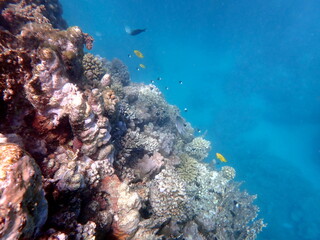 Vibrant shallow coral reef teeming with small fish