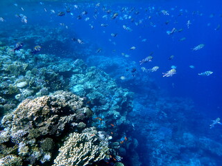 Vibrant shallow coral reef teeming with small fish