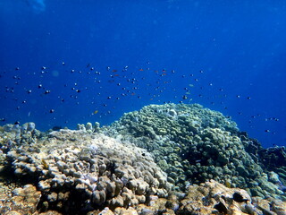 Vibrant shallow coral reef teeming with small fish
