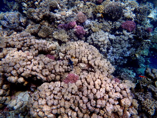Vibrant shallow coral reef teeming with small fish