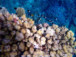 Vibrant shallow coral reef teeming with small fish