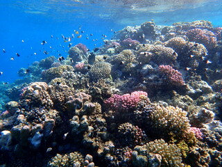 Vibrant shallow coral reef teeming with small fish