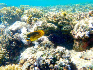 Schooling yellow striped butterflyfish over coral reef