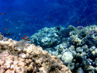 Vibrant shallow coral reef teeming with small fish