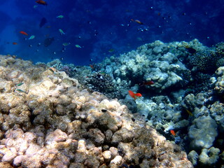Vibrant shallow coral reef teeming with small fish