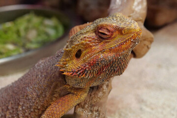 Bearded dragon, Pogona vitticeps, also known as inland bearded dragon
