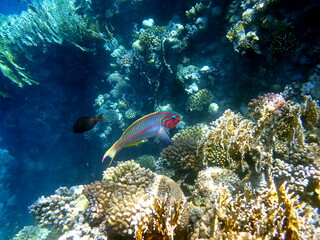 Wrasse with red stripes over yellow coral reef