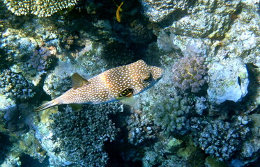 White spotted puffer fish over dark coral