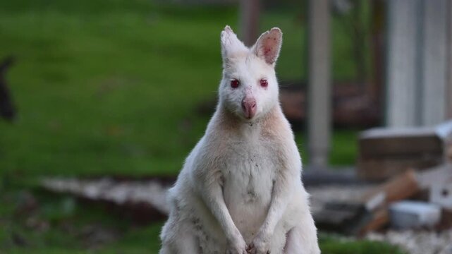 White wallabies are Bennetts wallabies, Macropus rufogriseus, with rare genetic mutation of white fur some are even Albinos with red eyes and nose, endemic to Bruny island, Tasmania, Australia.