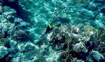 Fototapeta premium Green head wrasse with fringed tail fin