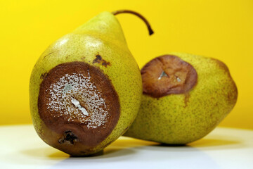 Overripe and rotten pears. Pears covered with mold. Process of spoiling fruits