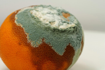 Overripe and rotten mandarin. Rotten tangerine covered with mold