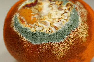 Overripe and rotten mandarin. Rotten tangerine covered with mold