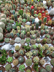Many green cactus in pots in a flower shop