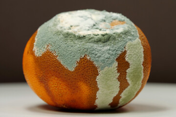 Overripe and rotten mandarin. Rotten tangerine covered with mold