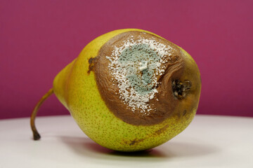 Rotting fruits. Over ripe and rotten pear, covered with mold and fungus