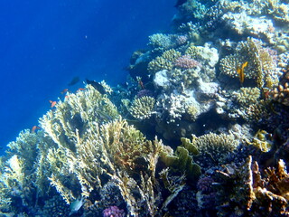 Vibrant shallow coral reef teeming with small fish