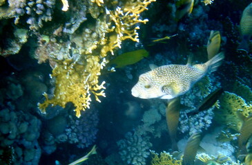 White spotted puffer fish over dark coral © chriss73