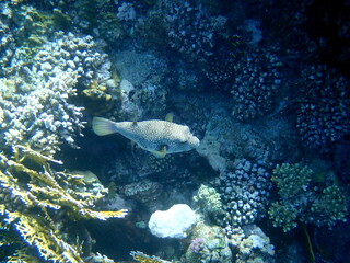 White spotted puffer fish over dark coral