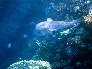 Spotted puffer fish swimming in the red sea