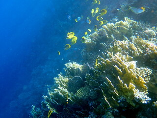 Schooling yellow striped butterflyfish over coral reef