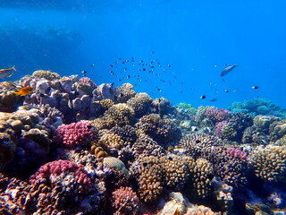 Vibrant shallow coral reef teeming with small fish