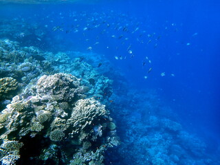 Vibrant shallow coral reef teeming with small fish